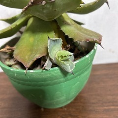 多肉植物⭐︎かっこいい⭐︎アガベ⭐︎子株付きの画像