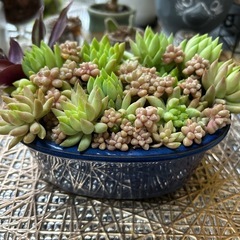 多肉植物♡寄せ植えセット♡の画像