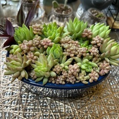多肉植物♡寄せ植えセット♡