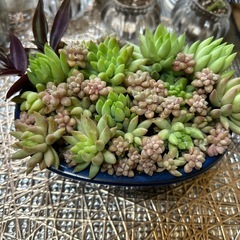 多肉植物♡寄せ植えセット♡の画像