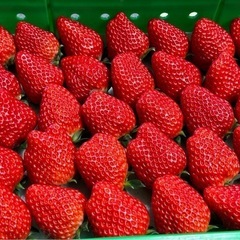 ⑦朝採り紅ほっぺ🍓　いちご