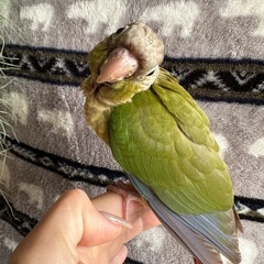 ウロコインコ　シナモン　女の子 − 兵庫県