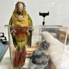 ウロコインコ　シナモン　女の子 - ペット