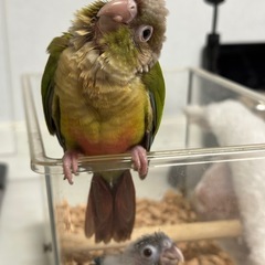 ウロコインコ　シナモン　女の子 - 神戸市
