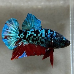 値下げ　ベタ　ブラックデビルギャラクシー（熱帯魚）  の画像