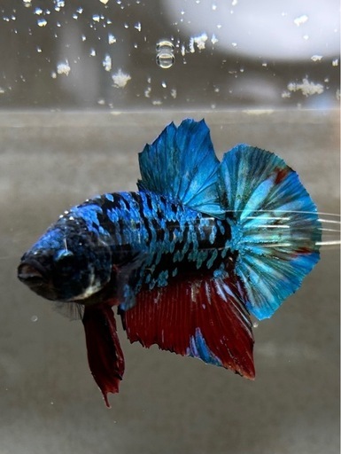値下げ　ベタ　ブラックデビルギャラクシー（熱帯魚）