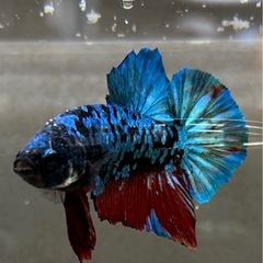 値下げ　ベタ　ブラックデビルギャラクシー（熱帯魚）  の画像