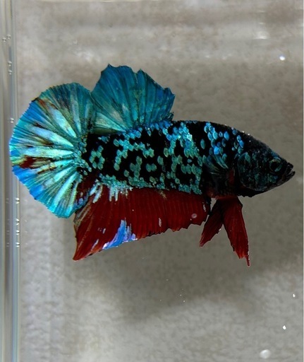 値下げ　ベタ　ブラックデビルギャラクシー（熱帯魚）
