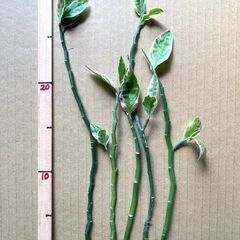 大銀竜（観葉植物）別名：ペディランサス 挿し穂5本