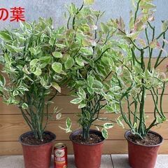 大銀竜（観葉植物）別名：ペディランサス 挿し穂5本の画像