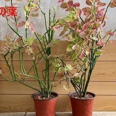 大銀竜（観葉植物）別名：ペディランサス 挿し穂5本の画像
