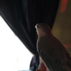 文鳥の里親さんを探しています 取りに来られる方のみ。
