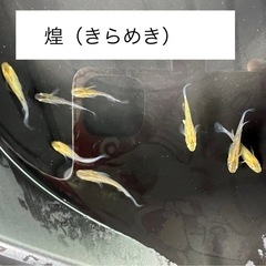 【ゆうメダカ】煌（きらめき）1匹100円
