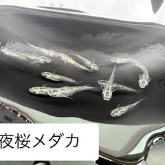 【ゆうメダカ】夜桜メダカ 1匹150円