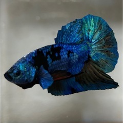 熱帯魚の中古が安い！激安で譲ります・無料であげます｜ジモティー