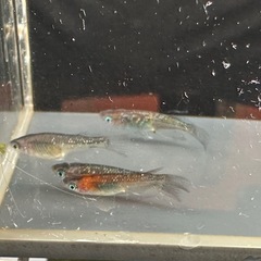 メダカ 琉華 2ペア