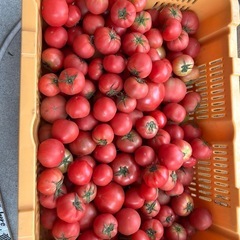 野菜　トマト【訳あり】11の画像