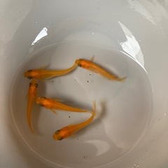 めだか・各種