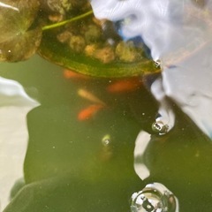 金魚
