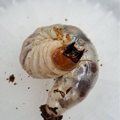 国産オオヒラタクワガタ 幼虫