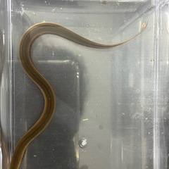 タウナギの画像