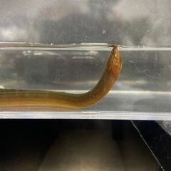 タウナギの画像