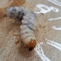 ギラファノコギリクワガタ 2齢幼虫 880mlボトル付きの画像
