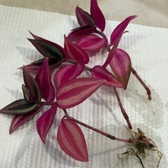 ﾋﾟﾝｸ多めﾄﾗﾃﾞｨｽｶﾝﾁｱ ｾﾌﾞﾘﾅ①観葉植物