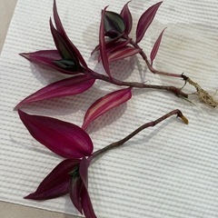 ﾋﾟﾝｸ多め ﾄﾗﾃﾞｨｽｶﾝﾁｱ ｾﾌﾞﾘﾅ② 観葉植物