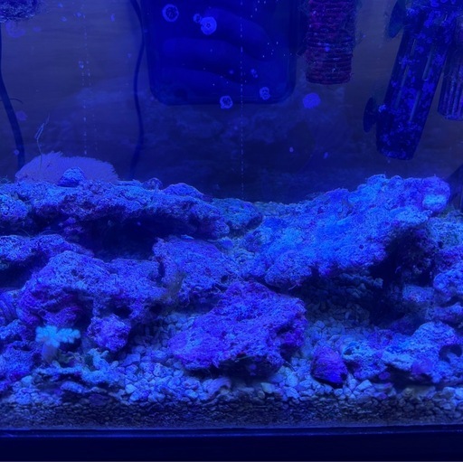 ライブロック　3kg、サンゴ、海水魚水槽用