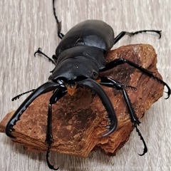 ギラファクワガタ ペアの画像