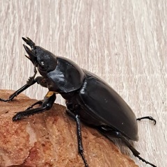 ギラファクワガタ ペアの画像