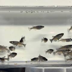メダカ🐟上見強ラメブラックダイヤ 【クラウドグレーダイヤ】 　1ペア　産卵サイズの画像