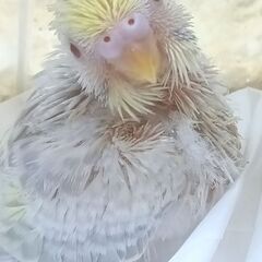 セキセイインコ　ファロー　レアカラー　4/22