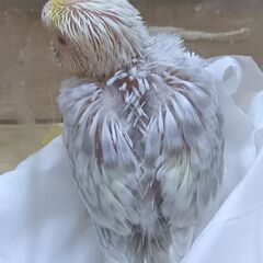 セキセイインコ　ファロー　レアカラー　4/22 - 春日部市