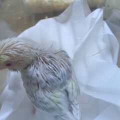 セキセイインコ　ファロー　レアカラー　4/22 - ペット