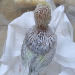 セキセイインコ　ファロー　レアカラー　4/22 − 埼玉県