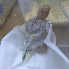 セキセイインコ　ファロー　レアカラー　4/22 - 地元のお店