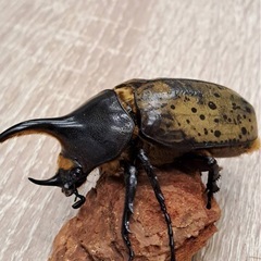 DHヘラクレスオオカブト ペア
