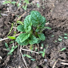 ジャガイモの発芽　種 
