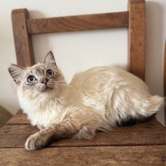 ゴブリン🌸長毛のおっとりな男の子❣️推定2歳 - 猫