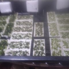 3種類のモスでマットを作ってみました。