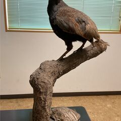 剥製の画像