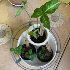 鉢植え　苗　3つ