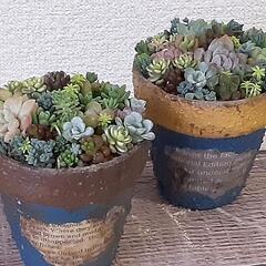 多肉植物　リメイク鉢のちまちま寄せ　2個セット　