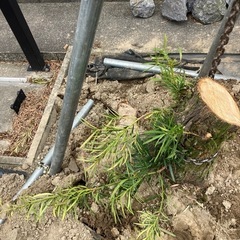 伐採、抜根専門店(お庭、アパート、山林など) - 剪定/造園