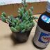 ランキングキーワードに紐づく投稿画像-多肉植物