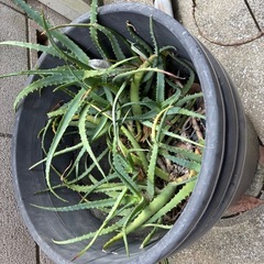 アロエ　植物