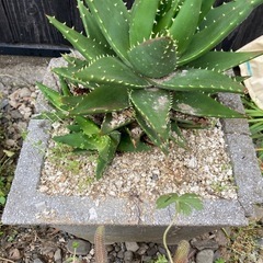 サボテン？アロエ？