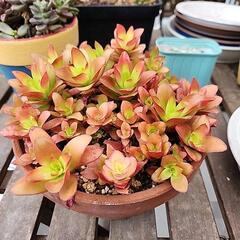 多肉植物　火祭り